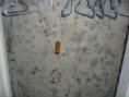 closet wall with mold growth
